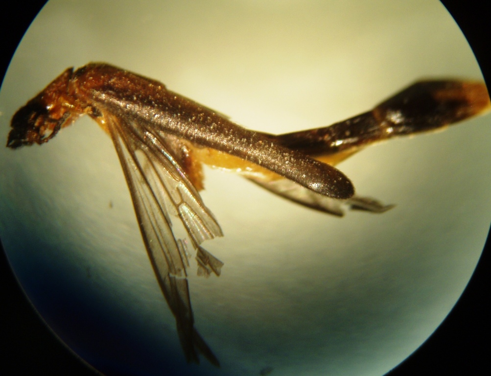 Lymexylon navale